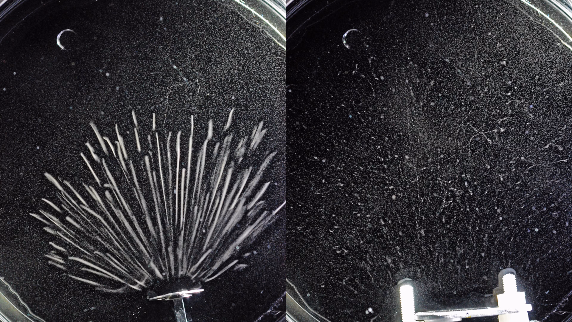 Particle tracks in a cloud chamber, the thin electron tracks kinking as they scatter